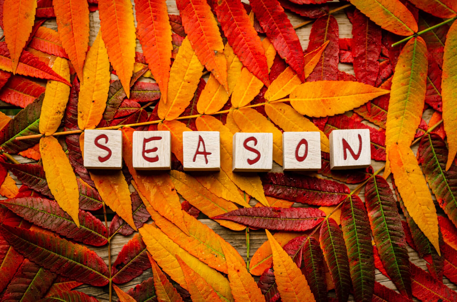 colorful autumn leaves gray wood with word season wooden blocks